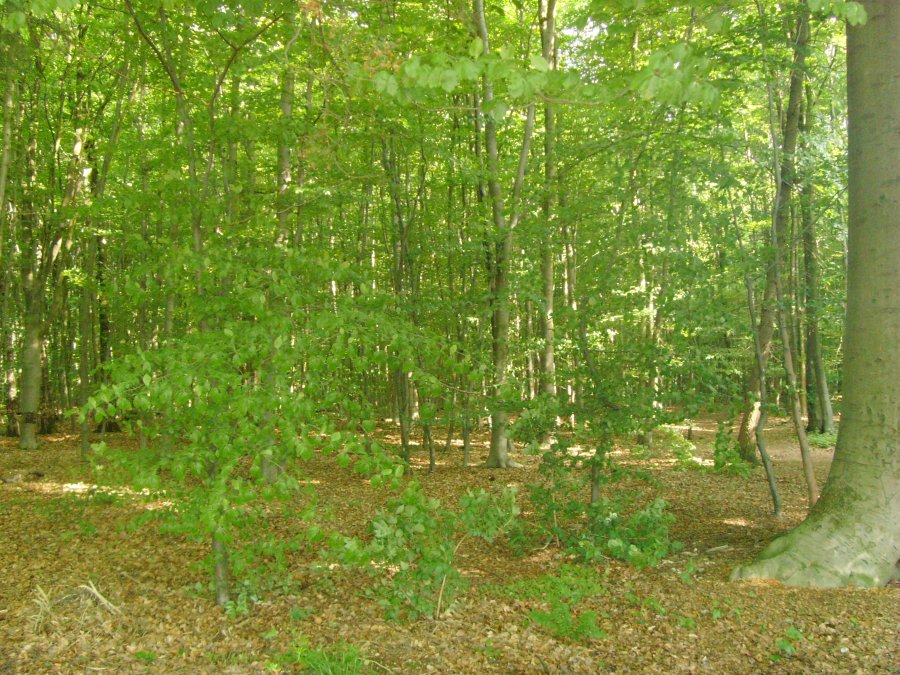 Reichwald forest.JPG